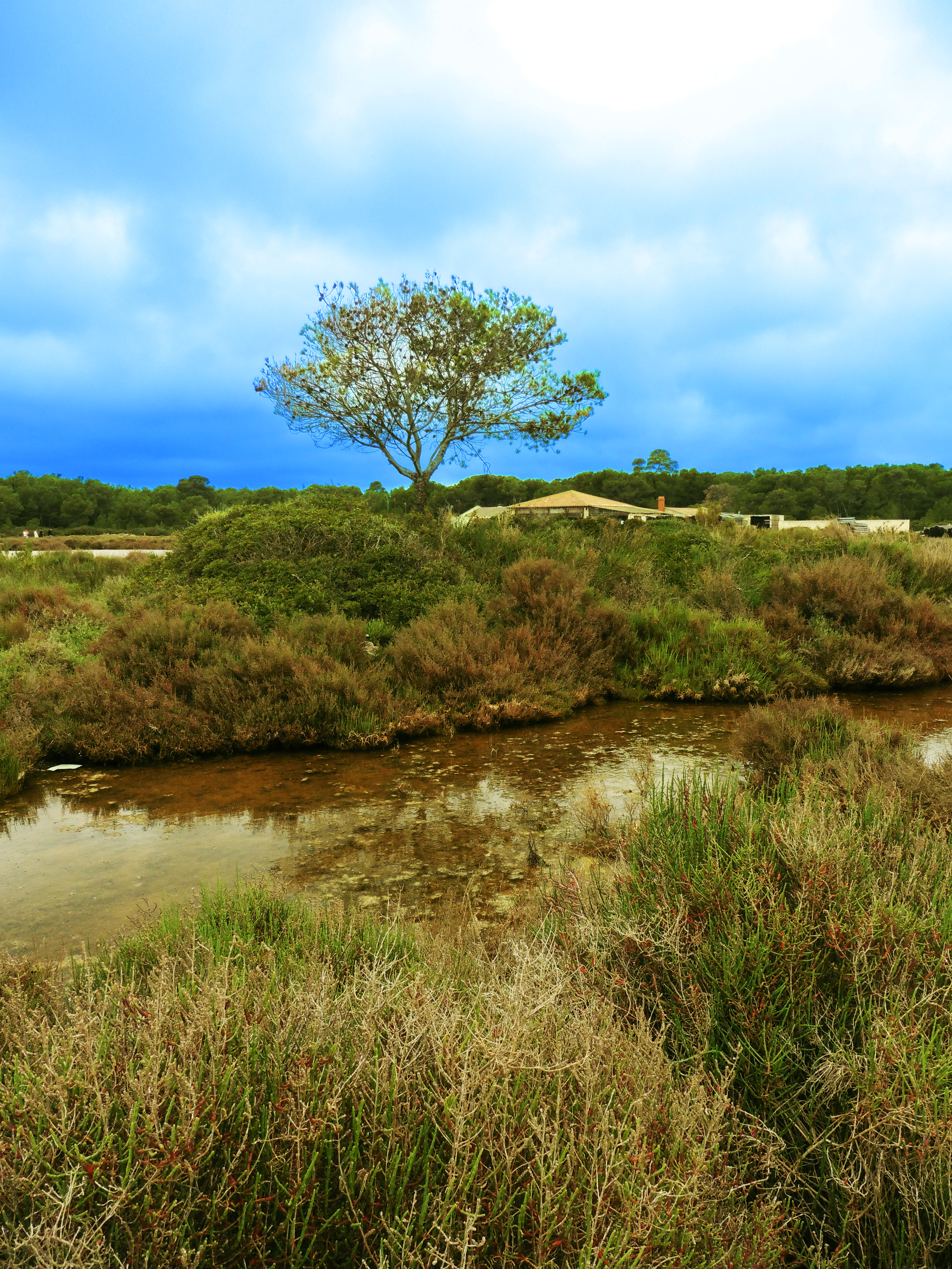 Mord in Frontignan - S&uuml;dfrankreichkrimis von Doris Kneller